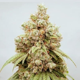 White Gushers #33 > Dutch Passion